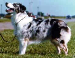 ASCA CH Patchwork Tambourine of Briarbrook