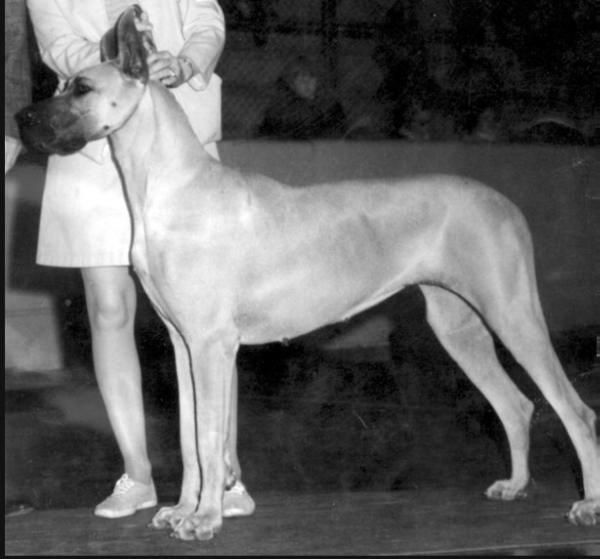 CH Von Raseac's Quite A Gal