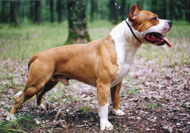 RJCH,ROCH Dauntless American Tigers