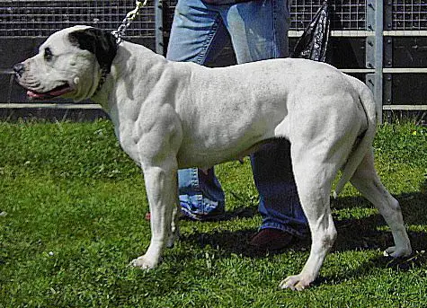 CH Rufford's Surprise of Sina