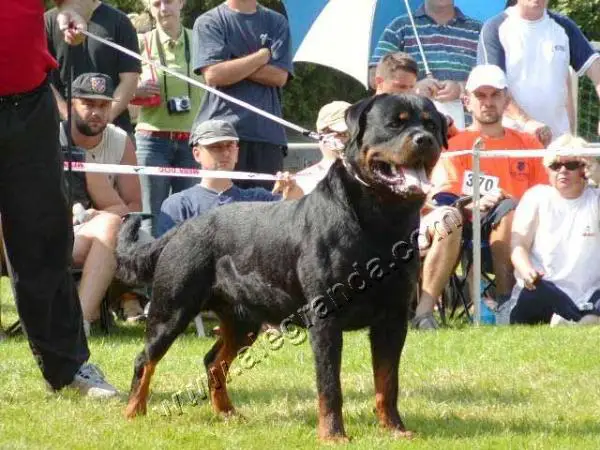 CH-YU,CH-BIH,CH-CRO Xandor Of Nicola's Lion