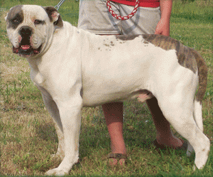 Johnson's Mean Machine 09 (Weaver's)