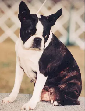 Davane VG's Brenda Lee