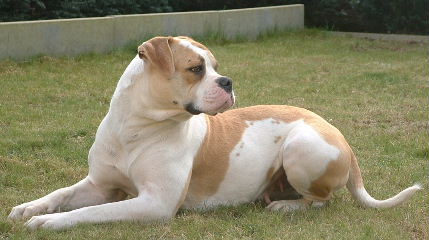 White Twisters Blossom