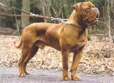 CH Bull De L'Etang De Mirloup