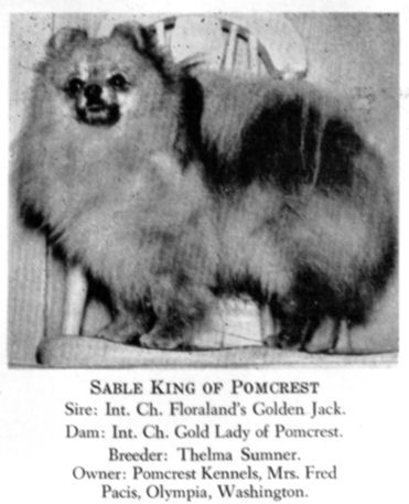 Sable King of Pomcrest