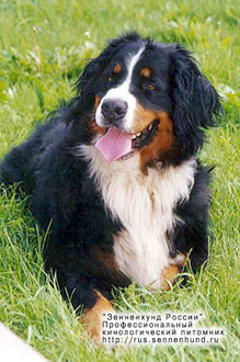 INTCH,CH RU,UA,MD,BY Fiona Riaz