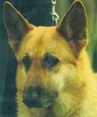 Hildagard von Buechner