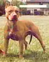 GRCH 'PR' Beaujolais of Lar-San