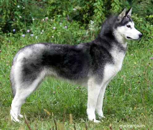 Karnovanda's Lisette