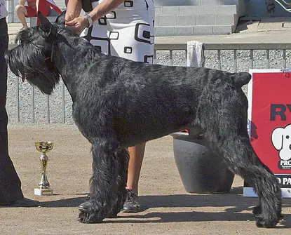 WW EU BALT NORDIC CH Stablemaster's Northern Hope