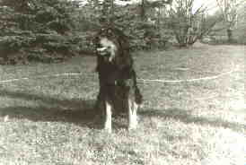 Assy vom Siegfriedshof