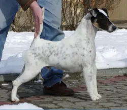 INT/HUN/AUT CH Agria Vendetta