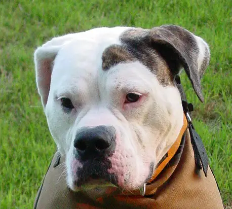 CH Valor's Double Take of KiWS 'Deuce'