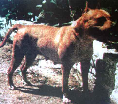 INTCH Barbel Von Gelderland