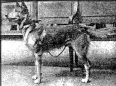 Toreador d'Haulchin