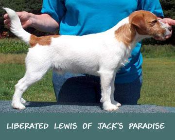 Liberated Lewis of Jack's Paradise