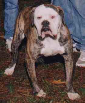 Johnson's Rebel Rousier 4