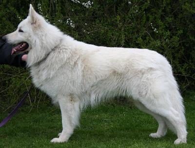 MAGTEST Hoby Finn of the White Wolves Home