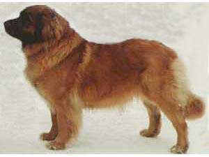 Alejona Ginny av Nordens Love