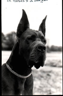 CH FR Ramses 2 de Carjegu