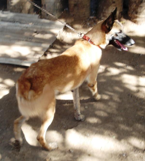 PATROL DOG MANALO K9's Lizard