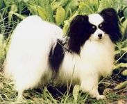 CH (ENG) Tussalud Nickelodeon