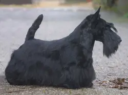 INT/NLD/LUX CH Lucia's Dream Swan Sans Peur