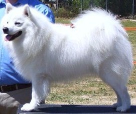 AKC-CH UKC-GRCH Fuji's After Burner