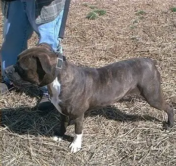 Ozark's Onyx of Leatherneck