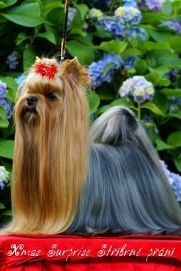 3XR.CACIB, 3XCAC Xmas Surprise Stribrne prani