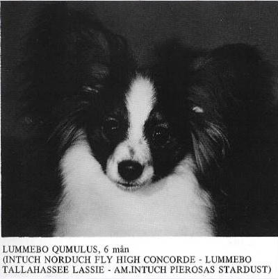 Lummebo Qumulus