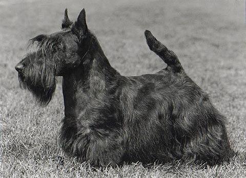 SWE/NOR CH Dundee Cool Trooper