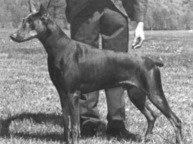 Am. Ch. Alnwick's Black Fury of Bismarck