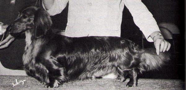 AM. CH Han-Jo's Flaming Flare L