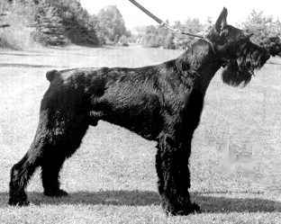 CH (USA) Lucas de Campos de Oro