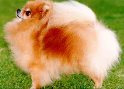 Toybox Hollywood Hero