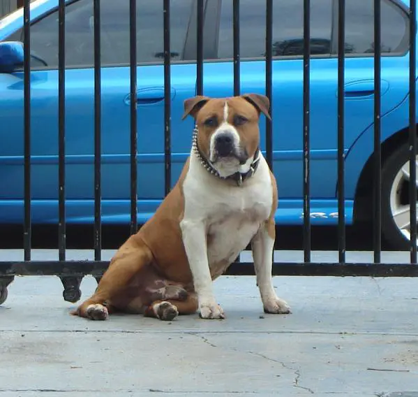 AUST CH Winyahart Rising Son