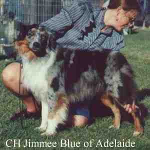HOF CH Jimmee Blue of Adelaide