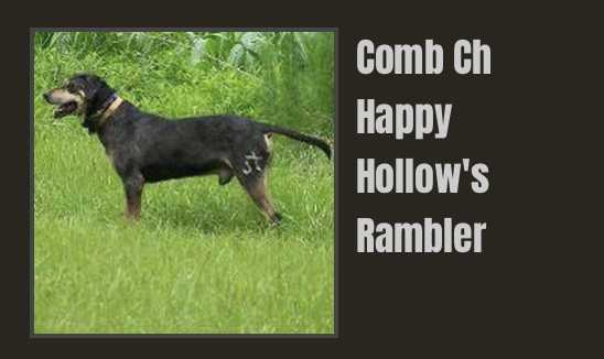Happy Hollow's Rambler