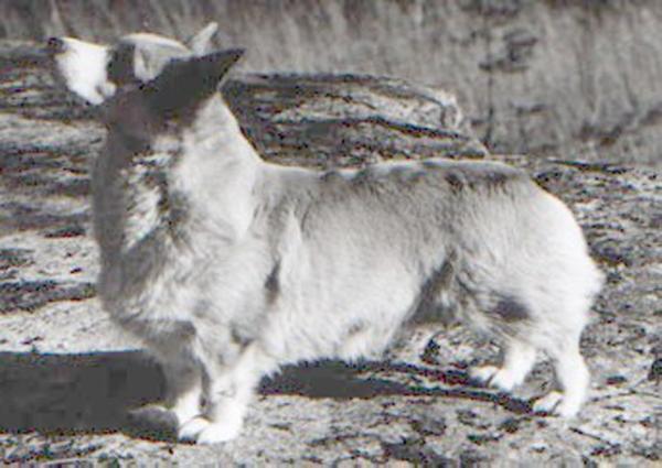 Penmoel Silver Star