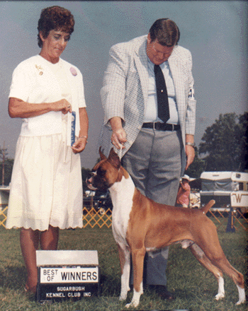 AM/CAN/INT CH Strawberry's Caballero