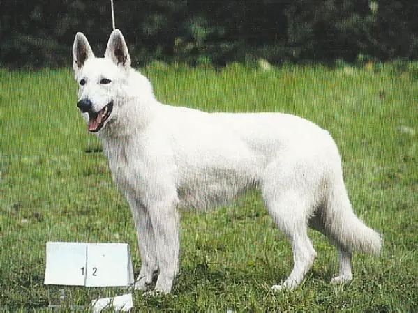 CH(CZ)CACIB,BOB Beata Lucky Elbigi