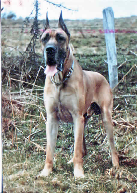 Roi Scipion de la Templerie