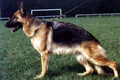 SG Janka du Val D'Anzin