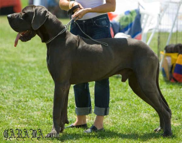 Antares des Colonnes E Chaux
