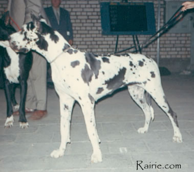 CH Candy Vom Riedstern