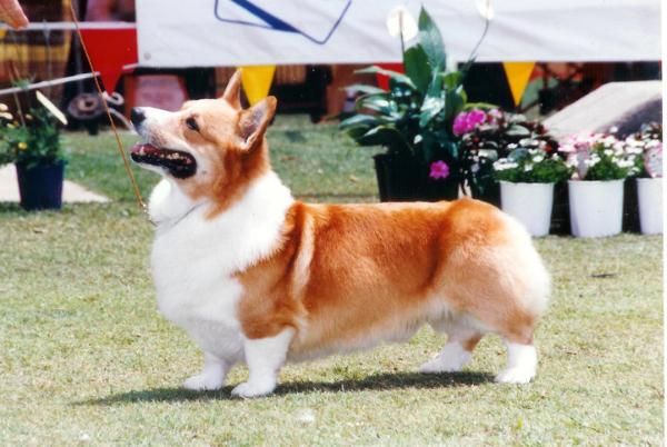 AUST GRAND CH Aberlee Colorme Special