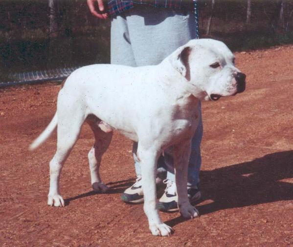 Bluegrass Big City Brutus