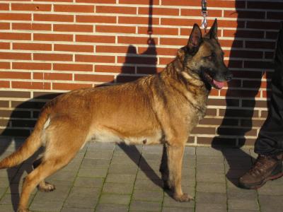 Cher van de Berlex-Hoeve